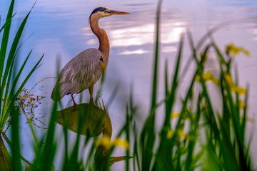 Great Blue Heron (Ardea herodias) birdwatching, observing and photographing from a hide through green plants in the foreground