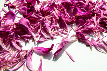 Peony petals close-up. Purple petals of peony flowers lying on white background, place for text. Flat lay. Blank Card for invitation, congratulation.