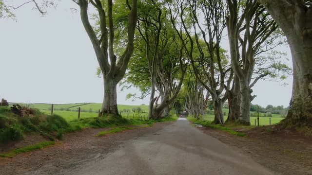 Dark Hedges of Stranocum in North Ireland - travel photography