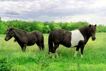 two ponies in the summer meadow