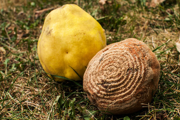 Rotten quince fruits fallen on green grass closeup
