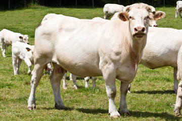Fototapeta na wymiar White cows in Auvergne, Charolais, Cuzieu, France