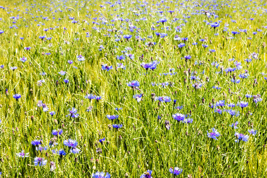  poppies and cornflower nearj Bellegarde-en-Forez, France