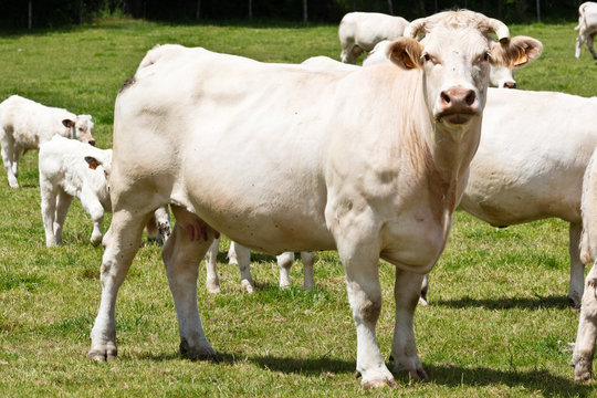 White cows in Auvergne, Charolais, Cuzieu, France
