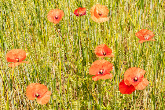  poppies and cornflower nearj Bellegarde-en-Forez, France