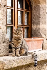 Fototapeten Cat © johnhofboer50