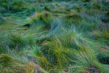 Grass Along Water