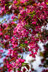 Close up of bright pink Cherry Blossoms against a blue sky