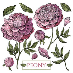 Pink, lilac peony on white background. Botanical illustration. Vector isolated object. Set leaves, flower, stem, petals. Vintage style.