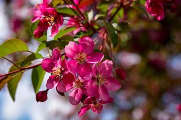 Close up of a small branch of bright pink Cherry Blossoms against a blue sky