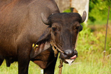 indian black beef with ear stud on grass field