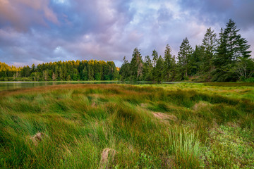 Fototapeta premium Oyster Bay Spring Colors And Grasslands