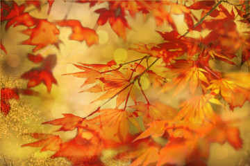 Naklejka na ściany i meble Autumn background. Colorful red fall maple leaves and abstract sun light