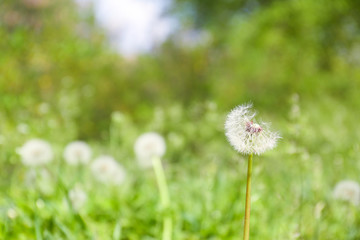 Closeup view of dandelion on green meadow, space for text. Allergy trigger