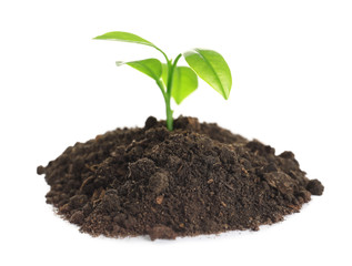 Young seedling in fertile soil on white background
