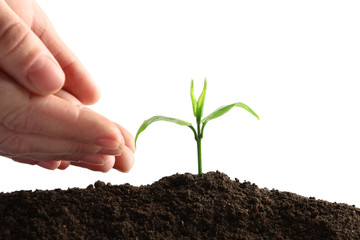 Farmer protecting young seedling in soil on white background, closeup