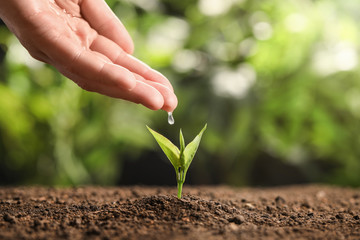Farmer pouring water on young seedling in soil against blurred background, closeup. Space for text