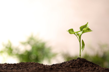 Young seedling in soil on blurred background, space for text