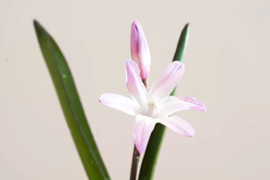 白背景の薄紫の花 Stock Photo Adobe Stock 白背景の薄紫の花 Stock Photo Adobe Stock