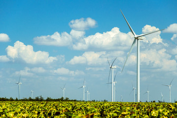 wind turbines in the field