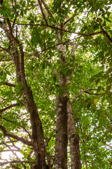 green leaves on branches of a tree