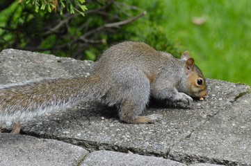 Squirrel Scavenging