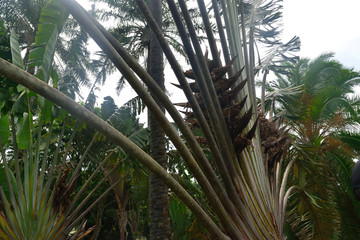 Fototapeta na wymiar マダガスカル　旅人の木