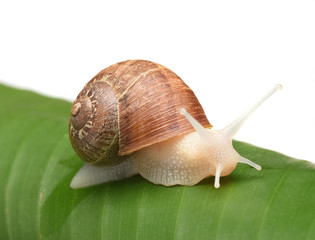An albino garden snail, Cornu aspersum, on a banana leaf