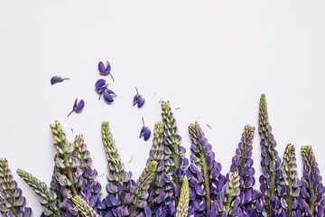 purple lupin flower on white background 