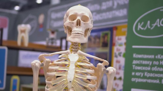 Human Skeleton School Model Exposition Centre. Anatomy Person Skeletal Pattern Classroom Science Exhibition. Scientific Experiment Exhibition Concept Education Strategy Front View 4K