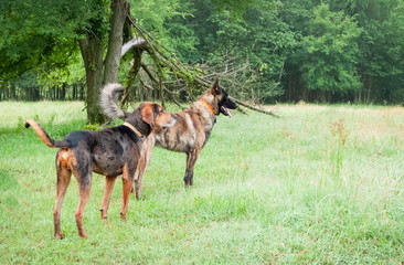 Two large dogs in a green meadow looking alert