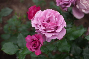 赤みのある紫色のバラの花