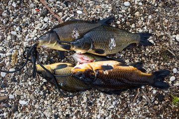 Freshwater Fish Caught with Harpoon in Lake Atitlan, Guatemala