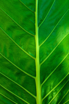 Background image of large green leaf with yellow veins and smaller deep green veins.