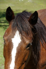 Obraz premium Horse in Pasture with Ears Pricked Forward