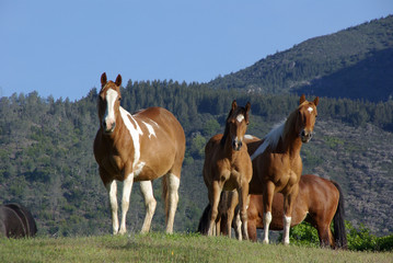Fototapeta na wymiar Horse Herd Standing in Mountain Pasture