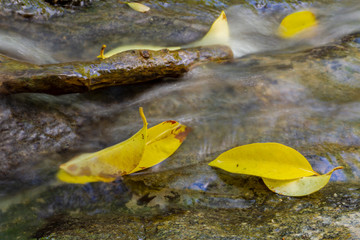 Yellow leaves on a stream in autumn