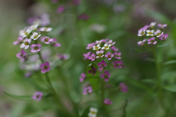 A fabulous little white and pink flower, Sweet alyssum