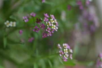 A fabulous little white and pink flower, Sweet alyssum