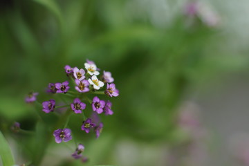 A fabulous little white and pink flower, Sweet alyssum