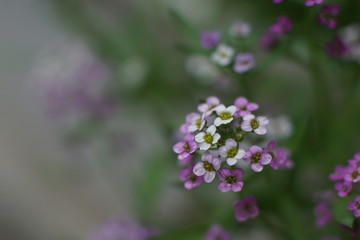A fabulous little white and pink flower, Sweet alyssum