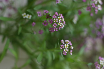 A fabulous little white and pink flower, Sweet alyssum