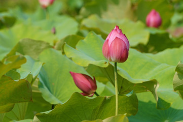 Bud of lotus water lily flower in afternoon sunlight