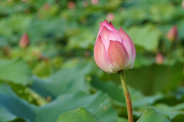 Close up of lotus water lily bud in pond