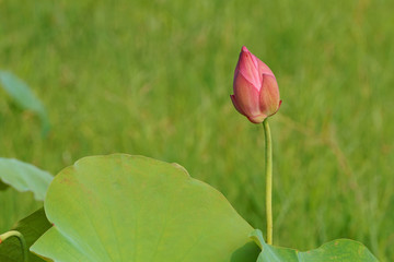Bud of lotus water lily flower on lawn background