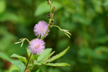 Close up of pink mimosa pudica flower in the morning