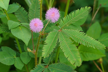 Pink mimosa pudica flowers and green leaves in field