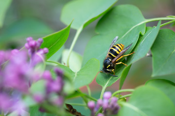 Yellowjacket resting on lilac leaf