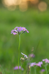 Closeup of a bird's-eye primrose, Primula farinosa