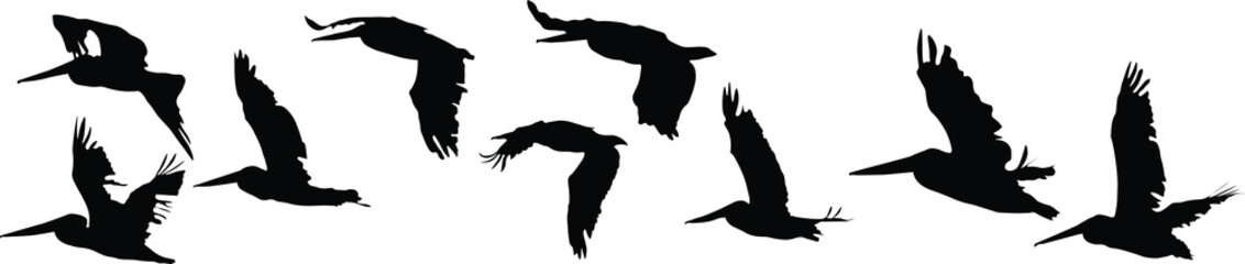 flock of pelicans silhouettes 